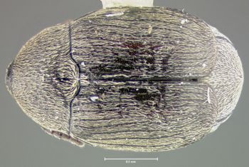 Media type: image;   Entomology 32916 Aspect: habitus dorsal view